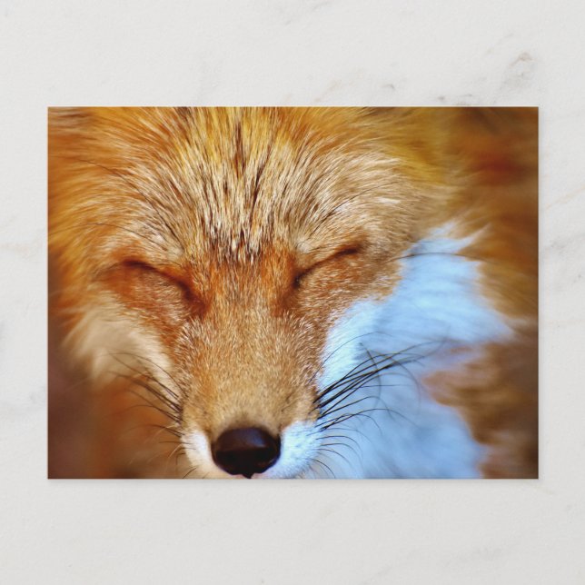 Fox Postcard (Front)
