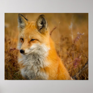 fox poster