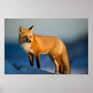 FOX POSTER