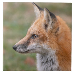  Fox Profile Ceramic Tile