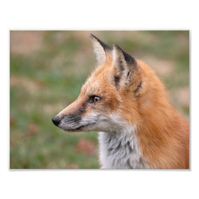  Fox Profile   Photo Print (Front)