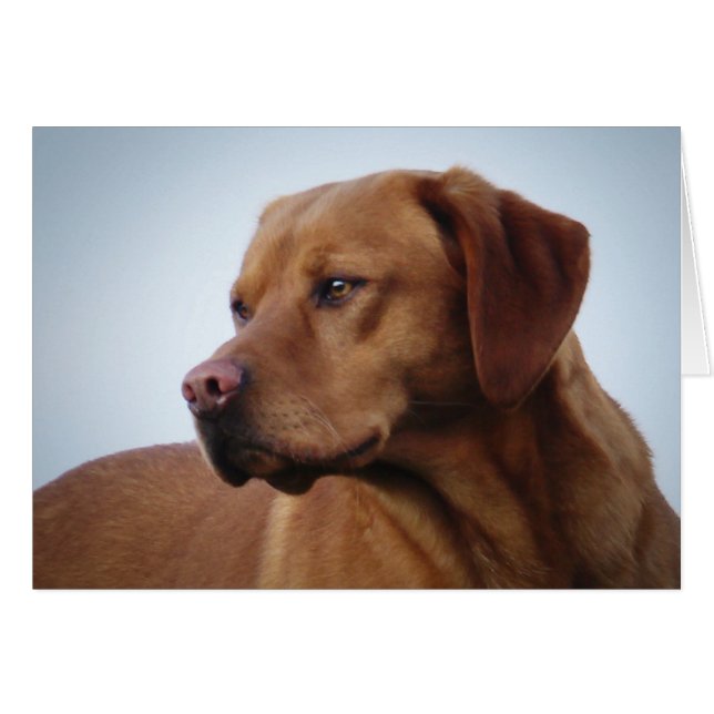 Fox Red Labrador (Front Horizontal)
