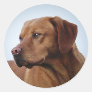Fox Red Labrador Gundog Classic Round Sticker