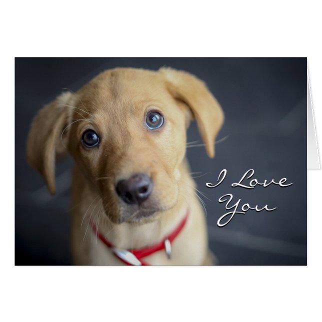 Fox Red Labrador Puppy (Front Horizontal)