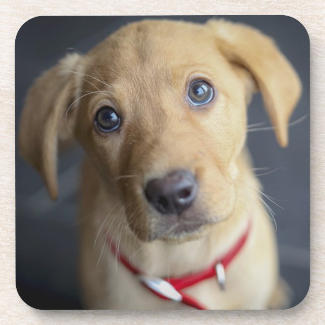 Fox Red Labrador Puppy Coaster (Front)