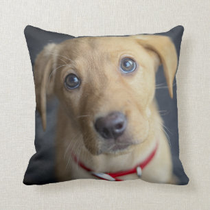 Fox Red Labrador Puppy Cushion