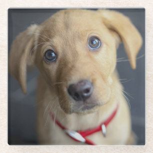 Fox Red Labrador Puppy Glass Coaster