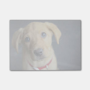 Fox Red Labrador Puppy Post-it Notes