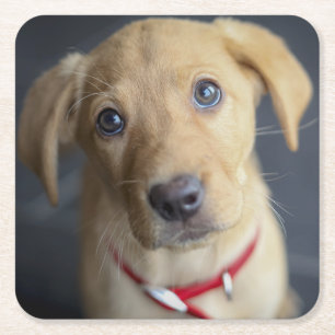 Fox Red Labrador Puppy Square Paper Coaster