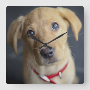Fox Red Labrador Puppy Square Wall Clock