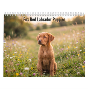 Fox Red Labrador Retriever Puppies 2027 Calendar