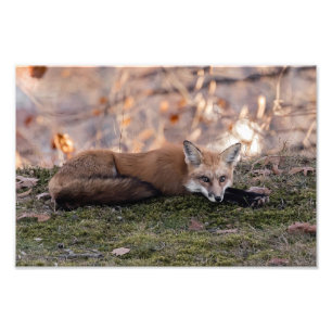 Fox Resting On Moss Photo Print