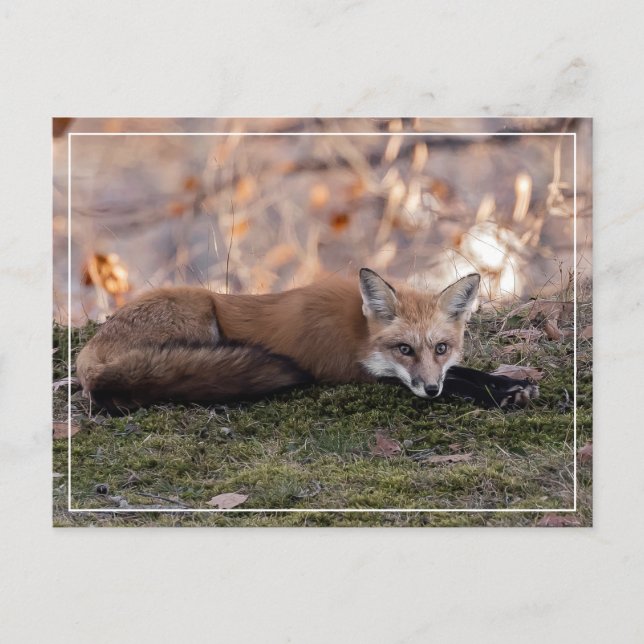  Fox Resting On Moss Postcard (Front)