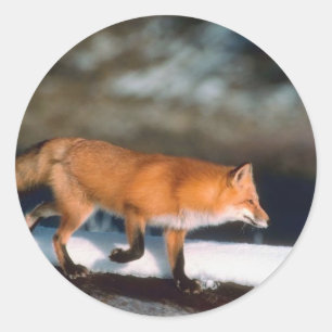 Fox Runs In Snow Classic Round Sticker