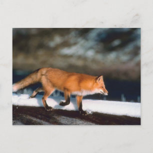 Fox Runs In Snow Postcard