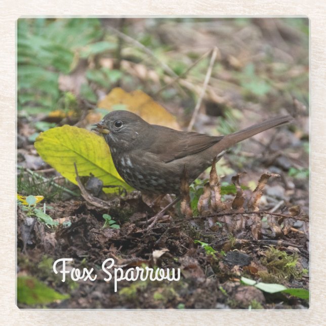 Fox Sparrow Glass Coaster (Front)