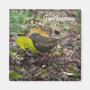 Fox Sparrow Magnet
