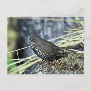 Fox sparrow postcard