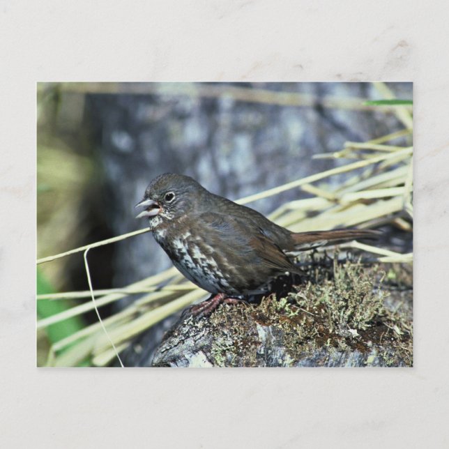 Fox sparrow postcard (Front)