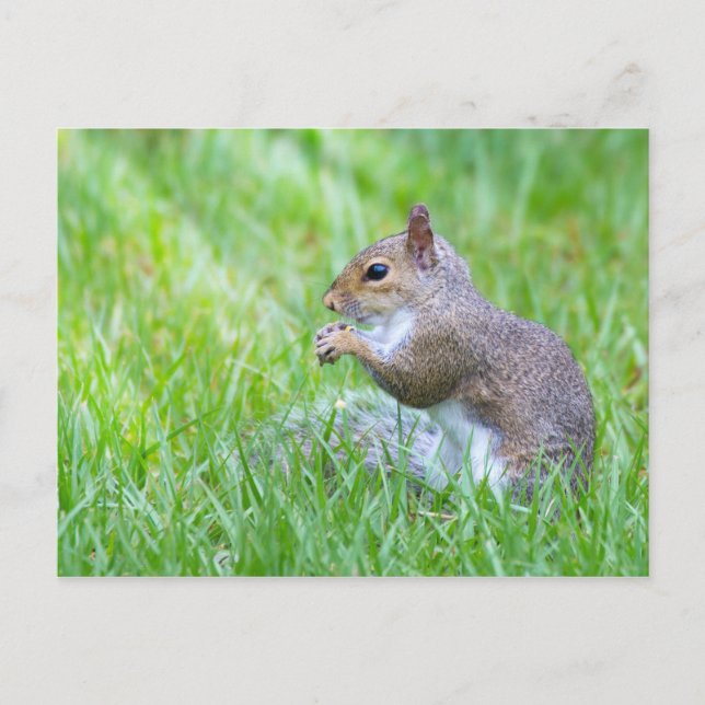 Fox Squirrel Postcard (Front)