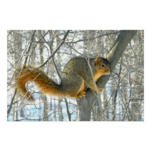 Fox Squirrel Profile Poster