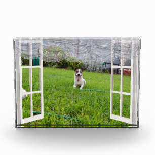 Fox Terrier Come Play, Photo Block