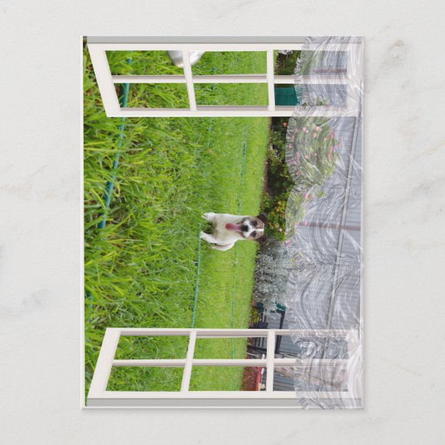 Fox Terrier Come Play, Postcard (Front)