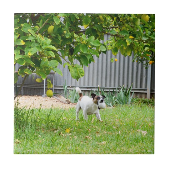 Fox Terrier Funny Scare Face, Ceramic Tile (Front)