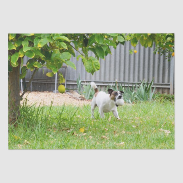 Fox Terrier Funny Scare Face, Tissue Paper (Front)