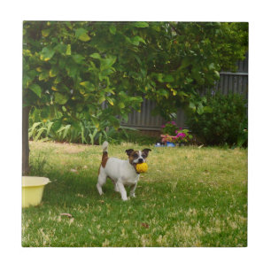 Fox Terrier Happy Days, Ceramic Tile