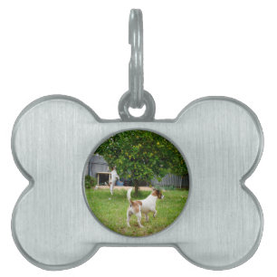 Fox Terrier Leaping Into A Tree, Pet Name Tag