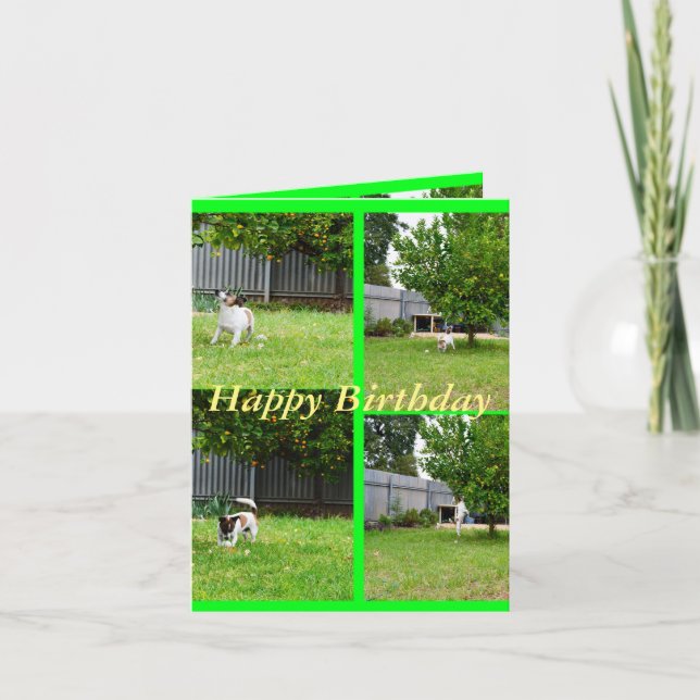 Fox Terrier, Photo Collage, Small Birthday Card (Front)