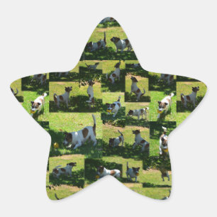 Fox Terrier Photo Collage, Star Sticker