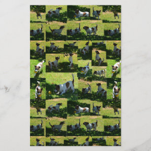 Fox Terrier Photo Collage, Stationery