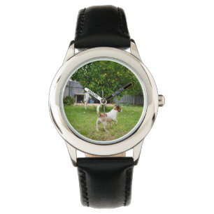 Fox Terrier Playing  In The Garden, Watch