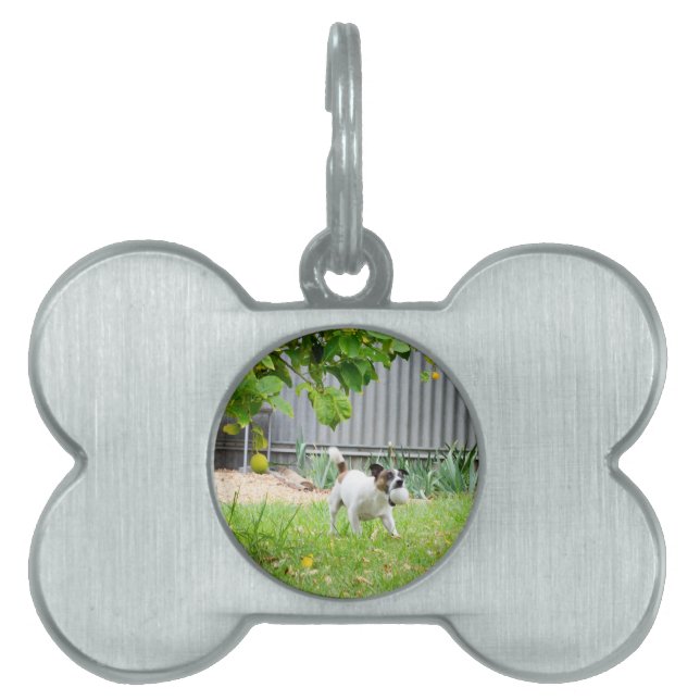 Fox Terrier Scare Face, Pet Name Tag (Front)
