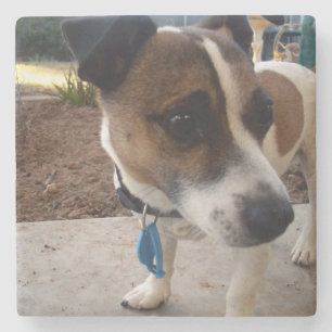 Fox_Terrier,_ Stone Coaster