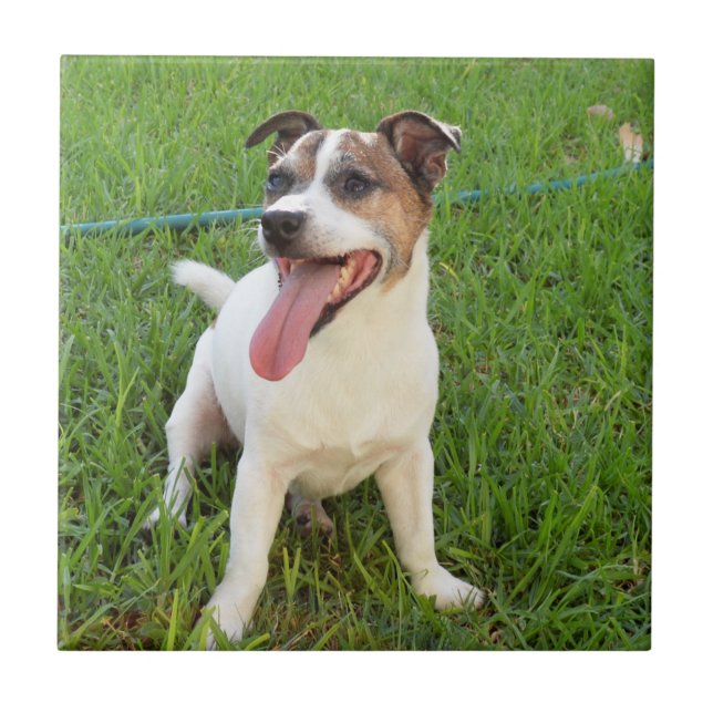 Fox Terrier, Tongue In Cheek,   Ceramic Tile (Front)