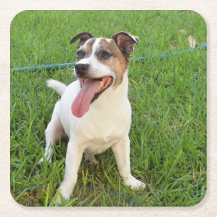Fox Terrier, Tongue In Cheek, Square Paper Coaster