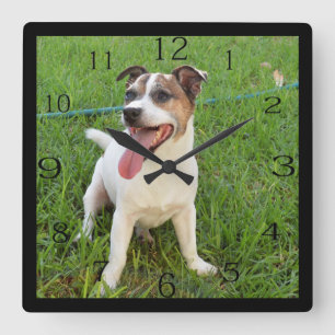 Fox Terrier, Tongue In Cheek,  Square Wall Clock