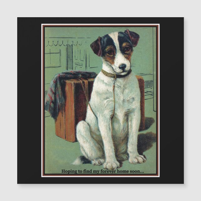Fox Terrier with Suitcase Waiting for Forever Home (Front)