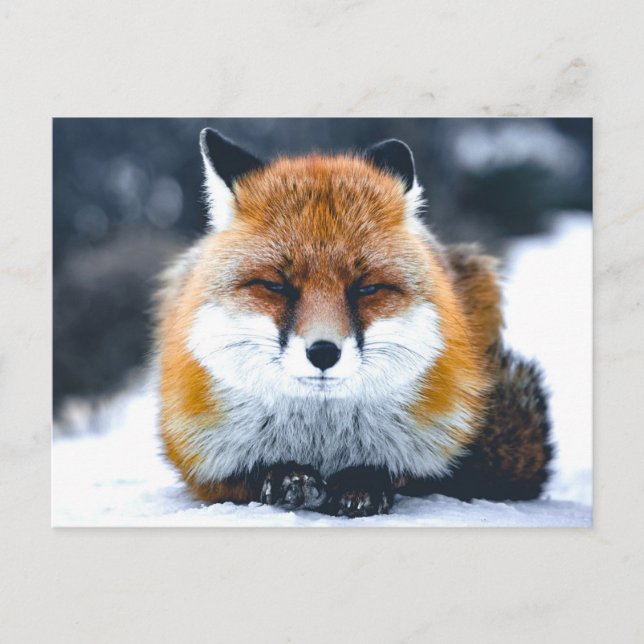 Fox Wild Animals Photograph Postcard (Front)
