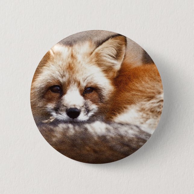 Foxes 6 Cm Round Badge (Front)