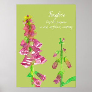 Foxglove Flower Botanical Painting Poster