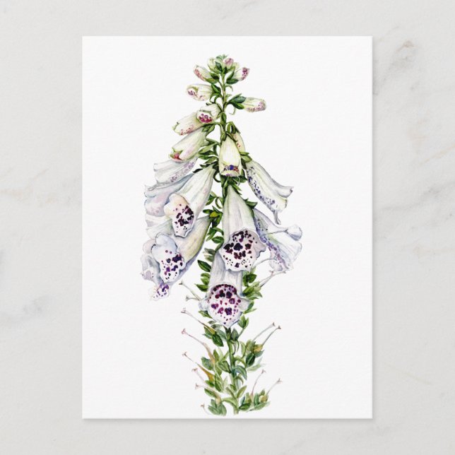 Foxglove flower postcard (Front)