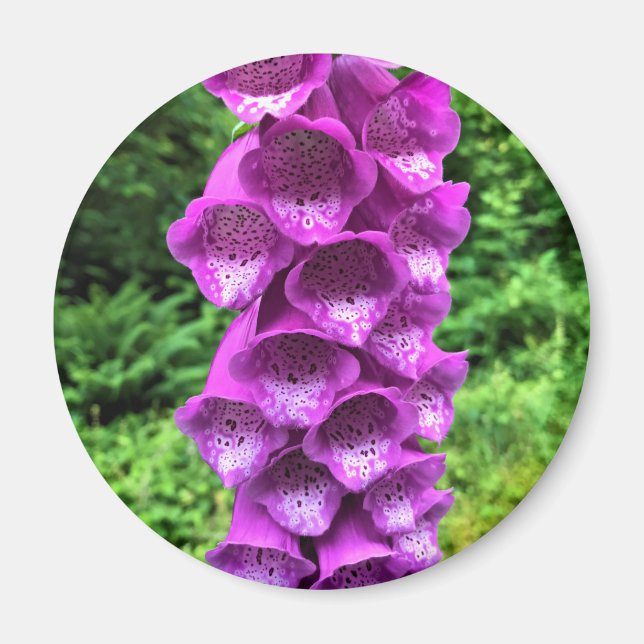 Foxglove Flowers, Oregon Magnet (Front)