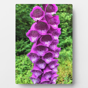 Foxglove Flowers, Oregon Plaque