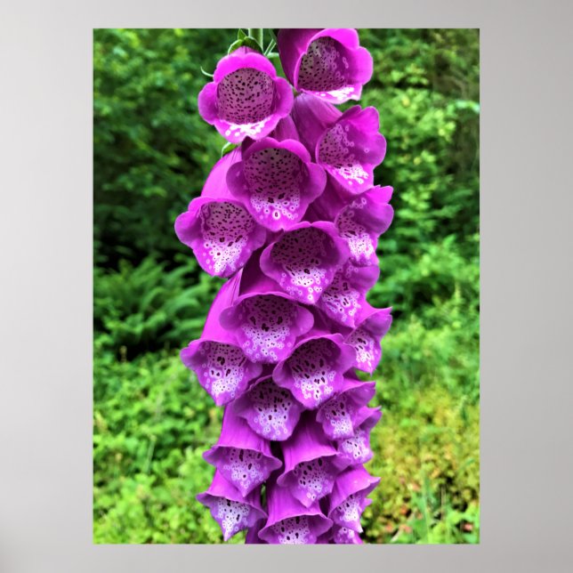 Foxglove Flowers, Oregon Poster (Front)