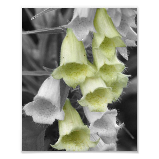 Foxglove Flowers Partial Colour 8x10 Photo Print (Front)