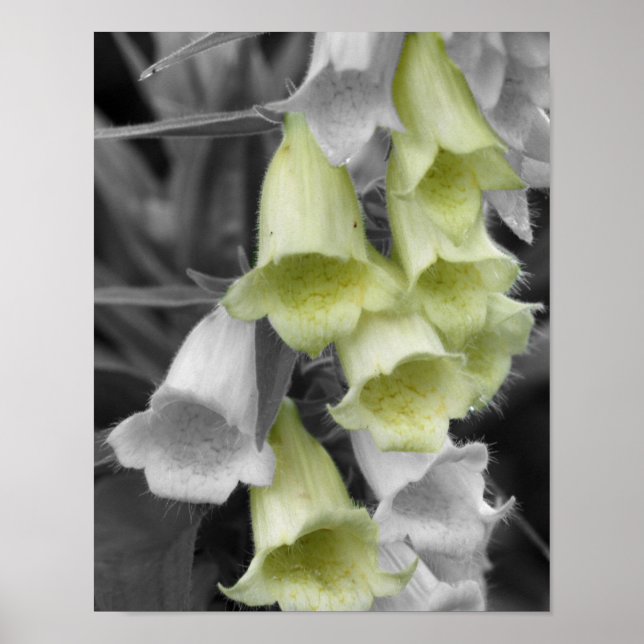 Foxglove Flowers Partial Colour Poster (Front)